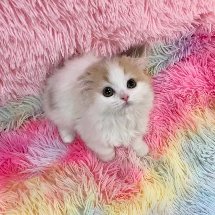 A 様のお迎えした子猫