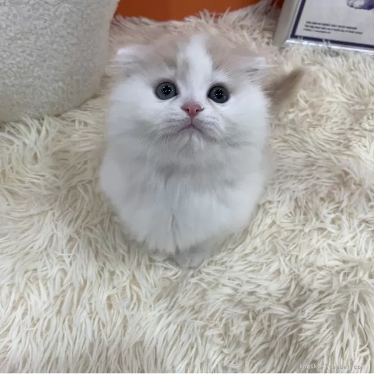 ID：2504-02404の子猫