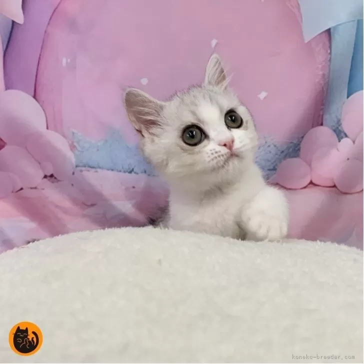 スコティッシュフォールド(立ち耳)【大阪府・女の子・2025年8月1日・シルバータビー&ホワイト】の写真1