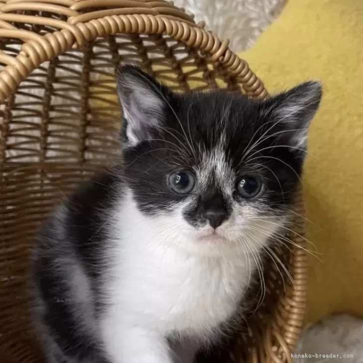 ID：2504-00257の子猫