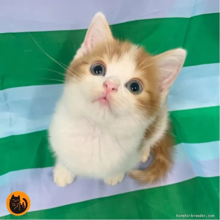 M.M 様のお迎えした子猫