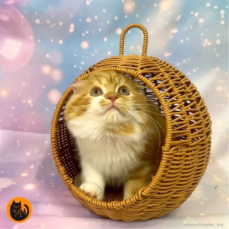 ブリーダー画像