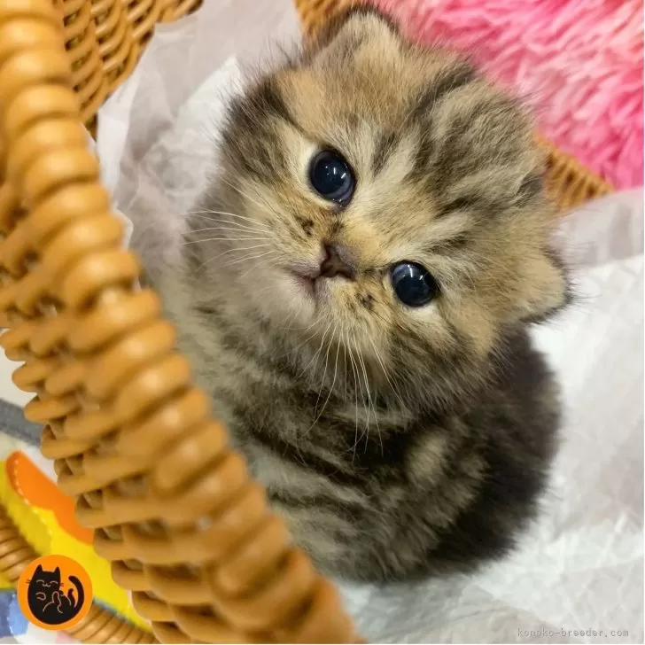 ID：2509-00376の子猫