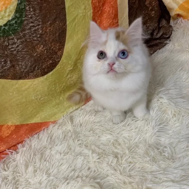 ID:2412-02335の子猫