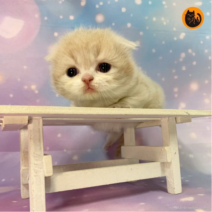 ブリーダー画像