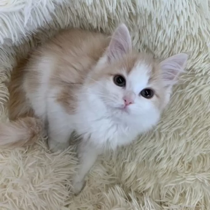 ID:2506-00378の子猫