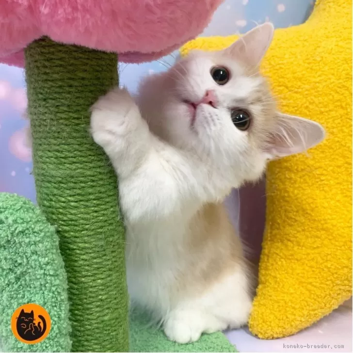 マンチカン(短足)【大阪府・男の子・2025年6月23日・クリームタビー&amp;ホワイト】の写真1