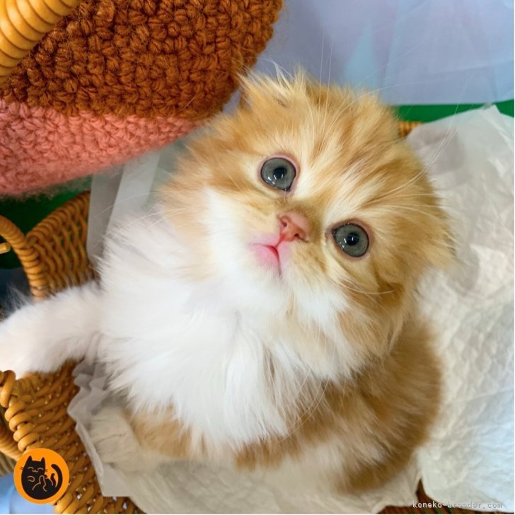 ブリーダー画像