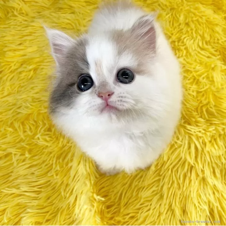 ID：2504-01811の子猫