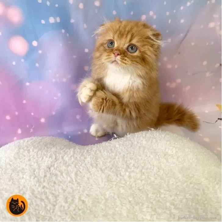 ID：2509-01574の子猫