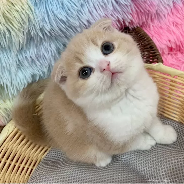 Aちゃん 様のお迎えした子猫