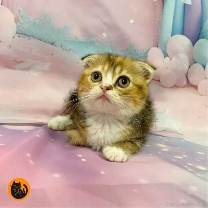 スコティッシュフォールド(折れ耳)【大阪府・女の子・2025年7月27日・ブラウンパッチドタビー&amp;ホワイト】の写真1