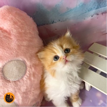 スコティッシュフォールド(立ち耳)【大阪府・女の子・2025年10月3日・レッドタビー&ホワイト（セミロング）】の写真「🏆全国第1位受賞🏆スコティッシュフォールド」