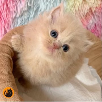 スコティッシュフォールド(立ち耳)【大阪府・女の子・2025年6月4日・クリームタビー（ロング）】の写真「🏆全国第1位受賞🏆スコティッシュフォールド」