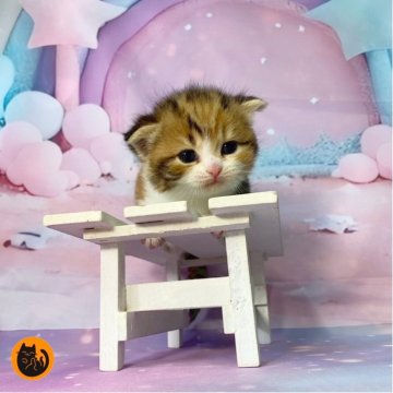 スコティッシュフォールド(折れ耳)【大阪府・女の子・2025年11月6日・ブラウンパッチドタビー&ホワイト（短毛）】の写真「🏆全国第1位受賞🏆スコティッシュフォールド」