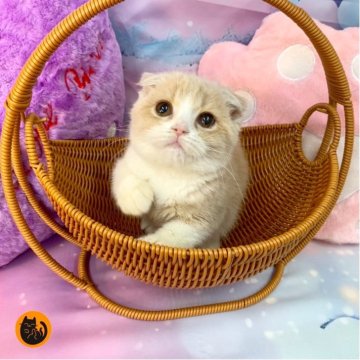 スコティッシュフォールド(折れ耳)【大阪府・女の子・2025年9月26日・クリームタビー&ホワイト（短毛）】の写真「🏆全国第1位受賞🏆スコティッシュフォールド」