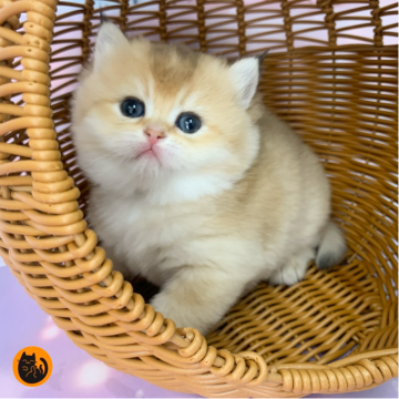 ブリティッシュショートヘア【大阪府・女の子・2025年11月16日・ゴールド（短毛）】の写真「まんまるの女の子」