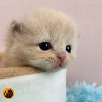 スコティッシュフォールド(立ち耳)【大阪府・男の子・2025年6月4日・クリームタビー（セミロング）】の写真「🏆全国第1位受賞🏆スコティッシュフォールド」