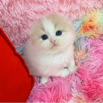 スコティッシュフォールド(折れ耳)【大阪府・女の子・2025年4月29日・クリームタビー&ホワイト（ロング）】の写真「🏆全国第1位受賞🏆スコティッシュフォールド」