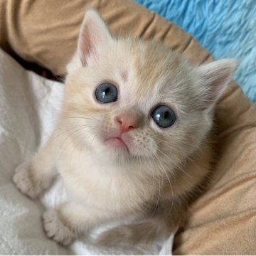 スコティッシュフォールド(立ち耳)【大阪府・男の子・2025年6月6日・クリームタビー（短毛）】の写真「🏆全国第1位受賞🏆スコティッシュフォールド」