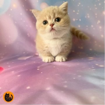 マンチカン(短足)【大阪府・男の子・2025年9月2日・クリームタビー&ホワイト(短毛)】の写真「かわいい男の子」