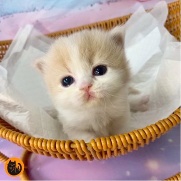 マンチカン(短足)【大阪府・女の子・2025年11月26日・クリームタビー&ホワイト（セミロング）】の写真「かわいい女の子」