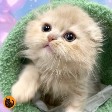 スコティッシュフォールド(折れ耳)【大阪府・男の子・2025年9月12日・クリームタビー&ホワイト（ロング）】の写真「🏆全国第1位受賞🏆スコティッシュフォールド」