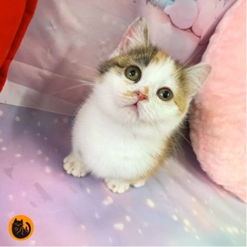 マンチカン(短足)【大阪府・女の子・2025年9月19日・キャリコ（短毛）】の写真「かわいい女の子」