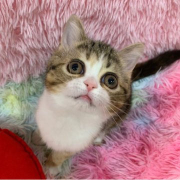 スコティッシュフォールド(立ち耳)【大阪府・女の子・2025年2月11日・ブラウンパッチドタビー&ホワイト（短毛）】の写真「🏆全国第1位受賞🏆スコティッシュフォールド」