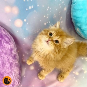 スコティッシュフォールド(立ち耳)【大阪府・男の子・2025年9月15日・レッドタビー（ロング）】の写真「🏆全国第1位受賞🏆スコティッシュフォールド」