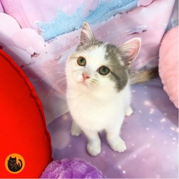 スコティッシュフォールド(立ち耳)【大阪府・女の子・2025年9月13日・ダイリュートキャリコ（短毛）】の写真「🏆全国第1位受賞🏆スコティッシュフォールド」