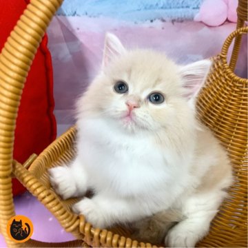 スコティッシュフォールド(立ち耳)【大阪府・女の子・2025年9月29日・クリームタビー&ホワイト（セミロング）】の写真「🏆全国第1位受賞🏆スコティッシュフォールド」