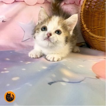 マンチカン(長足)【大阪府・女の子・2025年9月13日・キャリコ(短毛)】の写真「かわいい女の子」