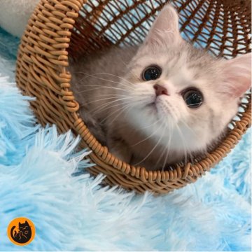♡銀猫♡ GkyGt4fWkAA26H1.jpg