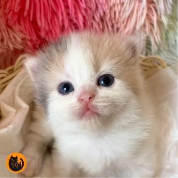 スコティッシュフォールド(立ち耳)【大阪府・女の子・2025年7月12日・ダイリュートキャリコ（ロング）】の写真「🏆全国第1位受賞🏆スコティッシュフォールド」