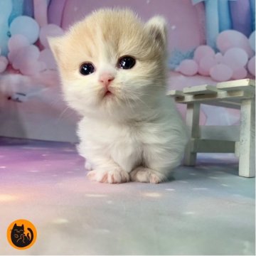 マンチカン(短足)【大阪府・女の子・2025年11月26日・クリームタビー&ホワイト（セミロング）】の写真「かわいい女の子」