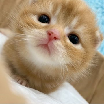 スコティッシュフォールド(折れ耳)【大阪府・男の子・2025年6月13日・レッドタビー（短毛）】の写真「🏆全国第1位受賞🏆スコティッシュフォールド」