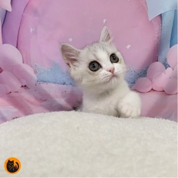 スコティッシュフォールド(立ち耳)【大阪府・女の子・2025年8月1日・シルバータビー&ホワイト（短毛）】の写真「🏆全国第1位受賞🏆スコティッシュフォールド」