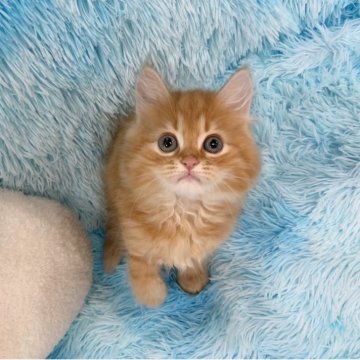 マンチカン(長足)【大阪府・男の子・2025年4月17日・レッドタビー（ロング）】の写真「かわいい男の子」