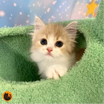 スコティッシュフォールド(立ち耳)【大阪府・男の子・2025年8月26日・クリームタビー&ホワイト（セミロング）】の写真「🏆全国第1位受賞🏆スコティッシュフォールド」