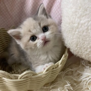 関西・近畿の子猫を探す｜ブリーダー直販の子猫販売【みんなの