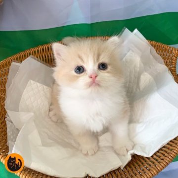 マンチカン(長足)【大阪府・男の子・2025年9月2日・クリームタビー&ホワイト（セミロング）】の写真「かわいい男の子」