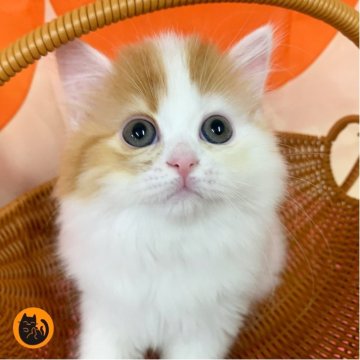 マンチカン(長足)【大阪府・女の子・2025年7月11日・レッドタビー&ホワイト（ロング）】の写真「かわいい女の子」