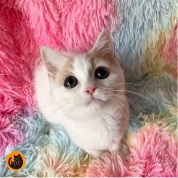 スコティッシュフォールド(立ち耳)【大阪府・女の子・2025年3月24日・クリームタビー&ホワイト（短毛）】の写真「🏆全国第1位受賞🏆スコティッシュフォールド」