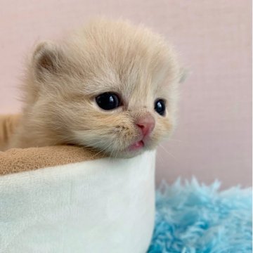 スコティッシュフォールド(立ち耳)【大阪府・男の子・2025年6月4日・クリームタビー（セミロング）】の写真「🏆全国第1位受賞🏆スコティッシュフォールド」