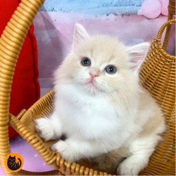 スコティッシュフォールド(立ち耳)【大阪府・女の子・2025年9月29日・クリームタビー&ホワイト（セミロング）】の写真「🏆全国第1位受賞🏆スコティッシュフォールド」