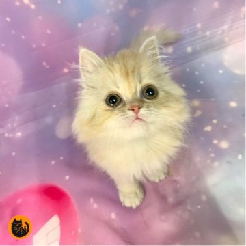 ミヌエット(長足)【大阪府・男の子・2025年11月22日・クリームタビー（ロング）】の写真「かわいい男の子」