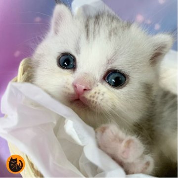 スコティッシュフォールド(立ち耳)【大阪府・男の子・2025年9月15日・シルバータビー&ホワイト（短毛）】の写真「🏆全国第1位受賞🏆スコティッシュフォールド」