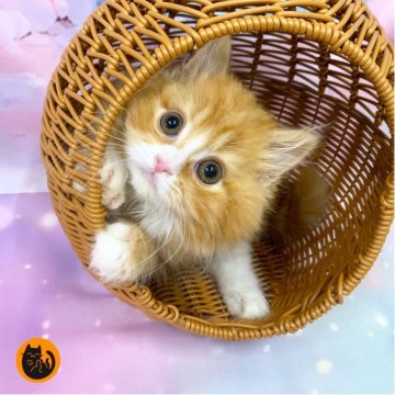 スコティッシュフォールド(立ち耳)【大阪府・女の子・2025年8月23日・レッドタビー&ホワイト（セミロング）】の写真「🏆全国第1位受賞🏆スコティッシュフォールド」