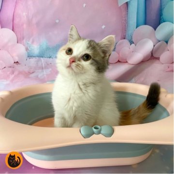 スコティッシュフォールド(立ち耳)【大阪府・女の子・2025年9月13日・ダイリュートキャリコ（短毛）】の写真「🏆全国第1位受賞🏆スコティッシュフォールド」